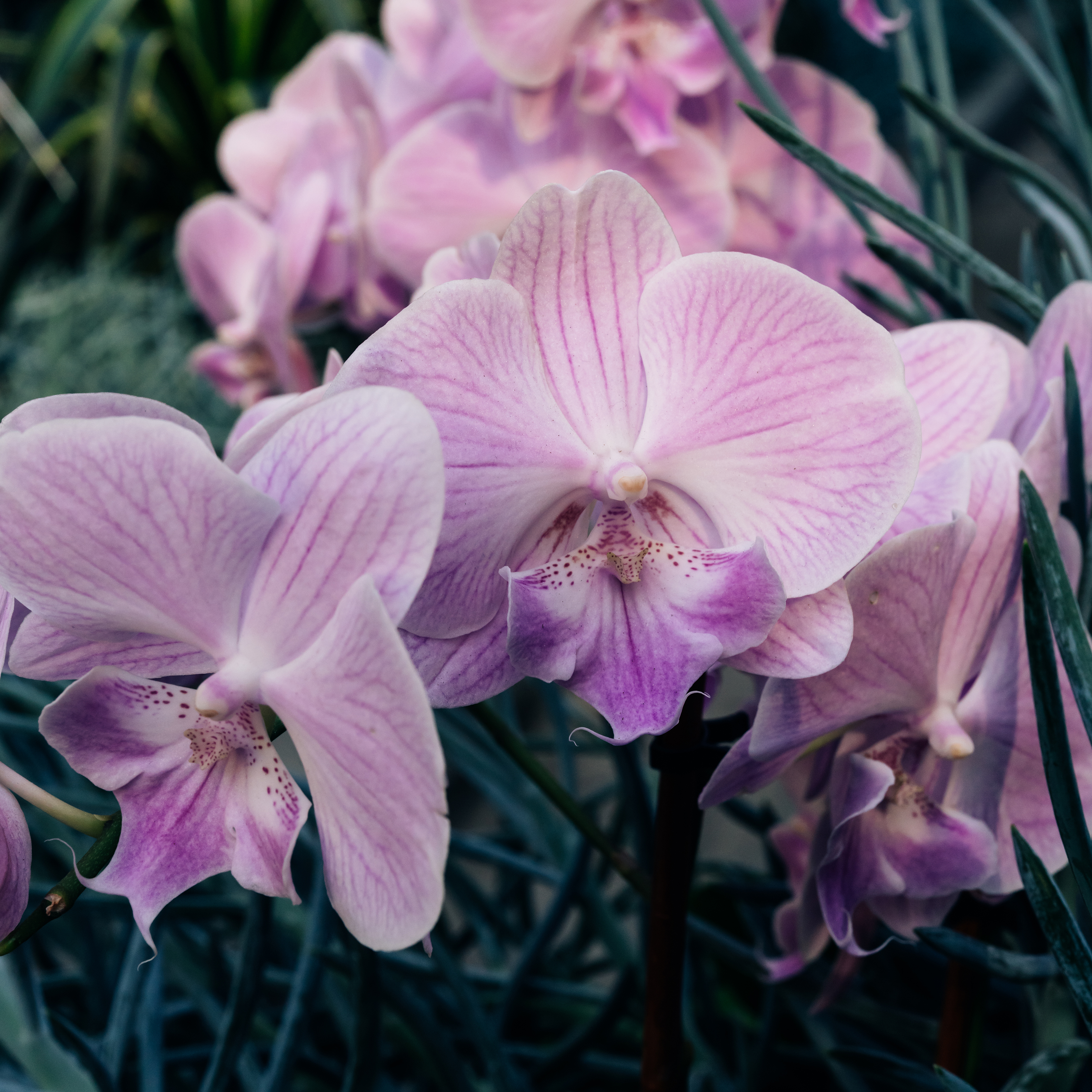 Orchids